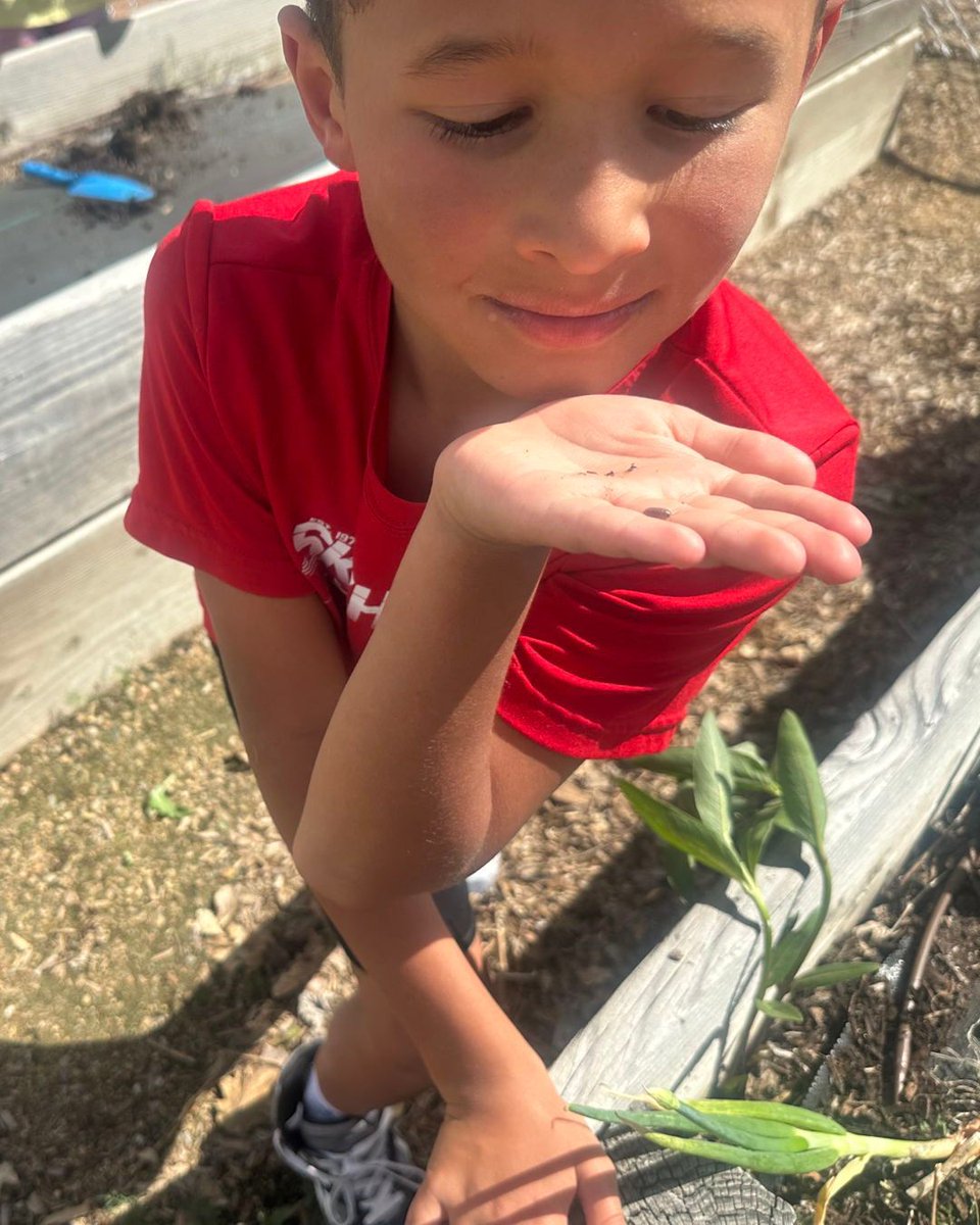 LongmontEstates's tweet image. Thank you to our Service Project Club for planting our school gardens. They had a great time! Please help yourself to produce from the garden this summer! #LEESoars @SVVSDsupt @BuchlerStVrain