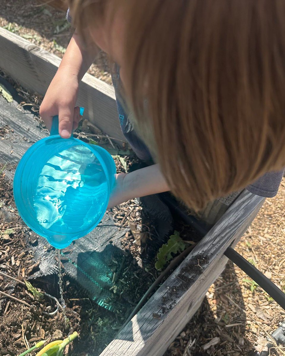 LongmontEstates's tweet image. Thank you to our Service Project Club for planting our school gardens. They had a great time! Please help yourself to produce from the garden this summer! #LEESoars @SVVSDsupt @BuchlerStVrain