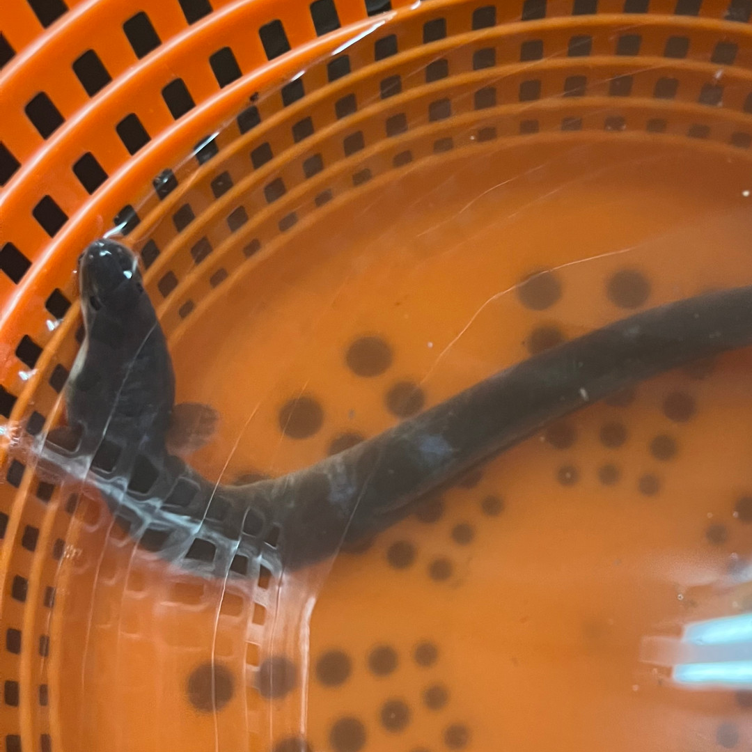 DESeaGrant's tweet image. Members of Ed Hale's #UDel Lab were recently tagging American Eels to better understand how habitat occupancy varies relative to shoreline features. "Hopefully, these young eels will help us understand how we can improve habitat function in altered shorelines," Hale says.