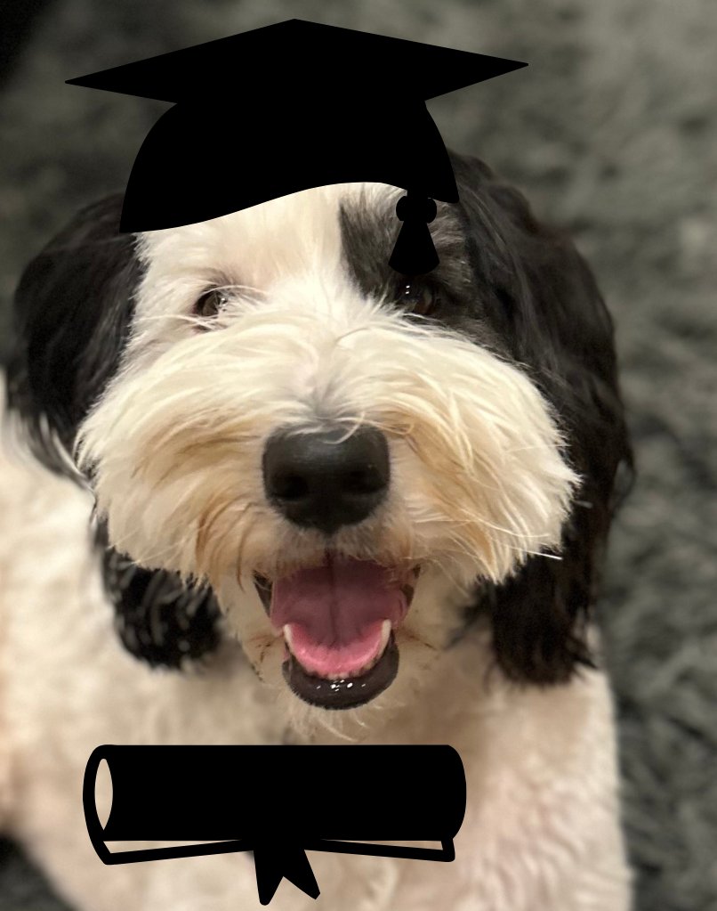 Dogs give the best #graduationday advice, right Mack? tinyurl.com/2jkw4ujd