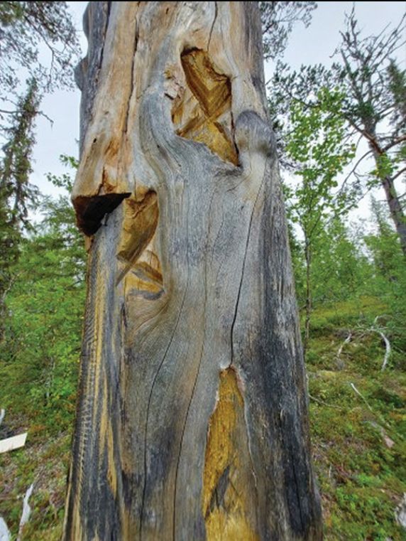 AntiquityJ's tweet photo. This #TreeAppreciationDay, we want to show some love for the Scots pine of northern Fennoscandia. They are carriers of Indigenous Sámi traditions, often incised with culturally significant marks, but deforestation is destroying them at an alarming rate
🆓 https://t.co/JDbkFmZTOK https://t.co/I2rkEbRxPL