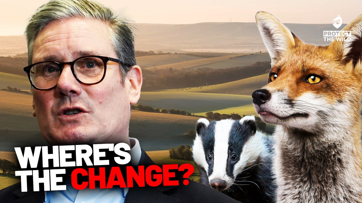 🚨 Labour promised bold action for animals:
❌ Ban trail hunting
❌ Ban snares
❌ End the badger cull
🦊🐾 Nearly a year in — where’s the action?
🔊 We’re not waiting quietly. 

Watch our new video exposing the truth 👇
📺 youtu.be/3qe7a1Z4iPI