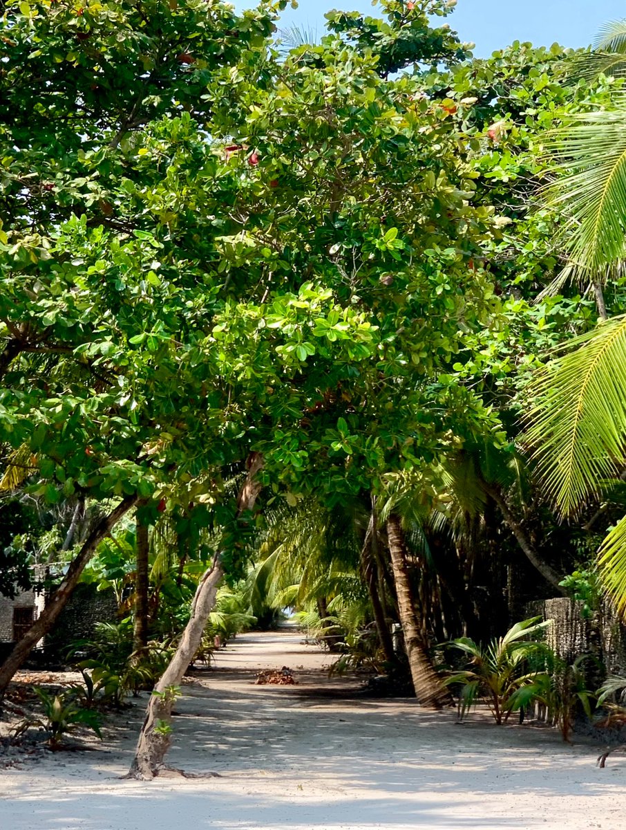 މިއަދު ފަޅުވެ ހިމޭންވެފައިވާ ރަށެކެވެ

މި މަގުމަގަކީ ކުޑަކުދީން ކުޅެ އުޅުނު ތަންތަނެވެ އަންހެންވެރިންނާއި ފިރިހެންވެރިން ދެކޮޅަށް ހޭލަމޭލަވެ އުޅުނު މަގުމަގެވެ

މިއީ ހާސް އަހަރަށްވުރެ ދިގު މުއްދަތަކަށް އާބާދުވެ އޮތް ތަނަވަސް ރަށެކެވެ. މިއީ މާޅޮސްމަޑުލު އުތުރުބުރީ އުގުލެވެ  

1/3