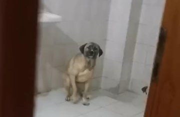 Onedioki's tweet image. 🚨 Manisa’da bir apartman dairesinde 12 sokak köpeğiyle yaşayan kadın gözaltına alındı! 🐶🏠

Hayvan sevgisi mi, komşulara rahatsızlık mı?
Sizce bu olayda kim haklı?
👇 Fikirlerinizi bekliyoruz!
  #HayvanHakları #SokakKöpekleri