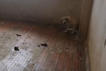 Onedioki's tweet image. 🚨 Manisa’da bir apartman dairesinde 12 sokak köpeğiyle yaşayan kadın gözaltına alındı! 🐶🏠

Hayvan sevgisi mi, komşulara rahatsızlık mı?
Sizce bu olayda kim haklı?
👇 Fikirlerinizi bekliyoruz!
  #HayvanHakları #SokakKöpekleri
