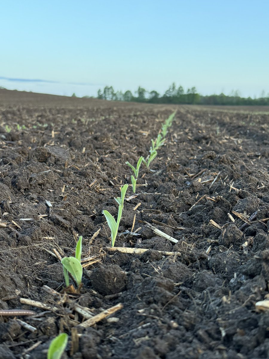 Soaking it all in 🌽 <a href="/PRIDESeeds/">PRIDE Seeds</a>