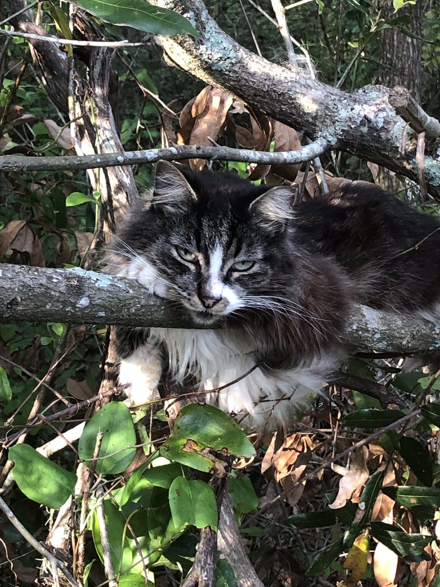 Hub is part of a group caring for 22 homeless cats every day. This includes feeding, getting them fixed, and treated by a vet when necessary. It’s expensive but he’s committed to fill this need locally. If you’re an animal lover, donate here: buymeacoffee.com/dougperk Thanks.