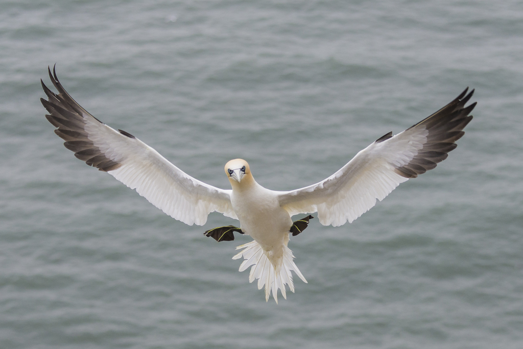 RSPB Scotland (@rspbscotland) on Twitter photo Over 1000 of you have called on Scottish Ministers to reject the Berwick Bank windfarm proposal with <a href="/SeabirdCentre/">Scottish Seabird Centre</a> 🙌
A globally important area for seabirds will be severely at risk if Berwick Bank is approved. Add your voice: seabird.org/conservation/s…
📷 Katie Nethercoat Over 1000 of you have called on Scottish Ministers to reject the Berwick Bank windfarm proposal with <a href="/SeabirdCentre/">Scottish Seabird Centre</a> 🙌
A globally important area for seabirds will be severely at risk if Berwick Bank is approved. Add your voice: seabird.org/conservation/s…
📷 Katie Nethercoat