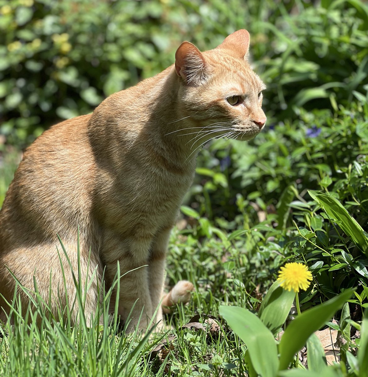 Ruflesscat's tweet image. Jek 🌼