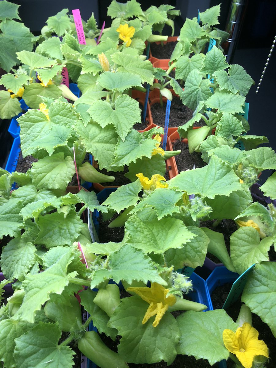 👀 some of horticulture’s 🥒 plants are flowering already and they’re not outside yet!