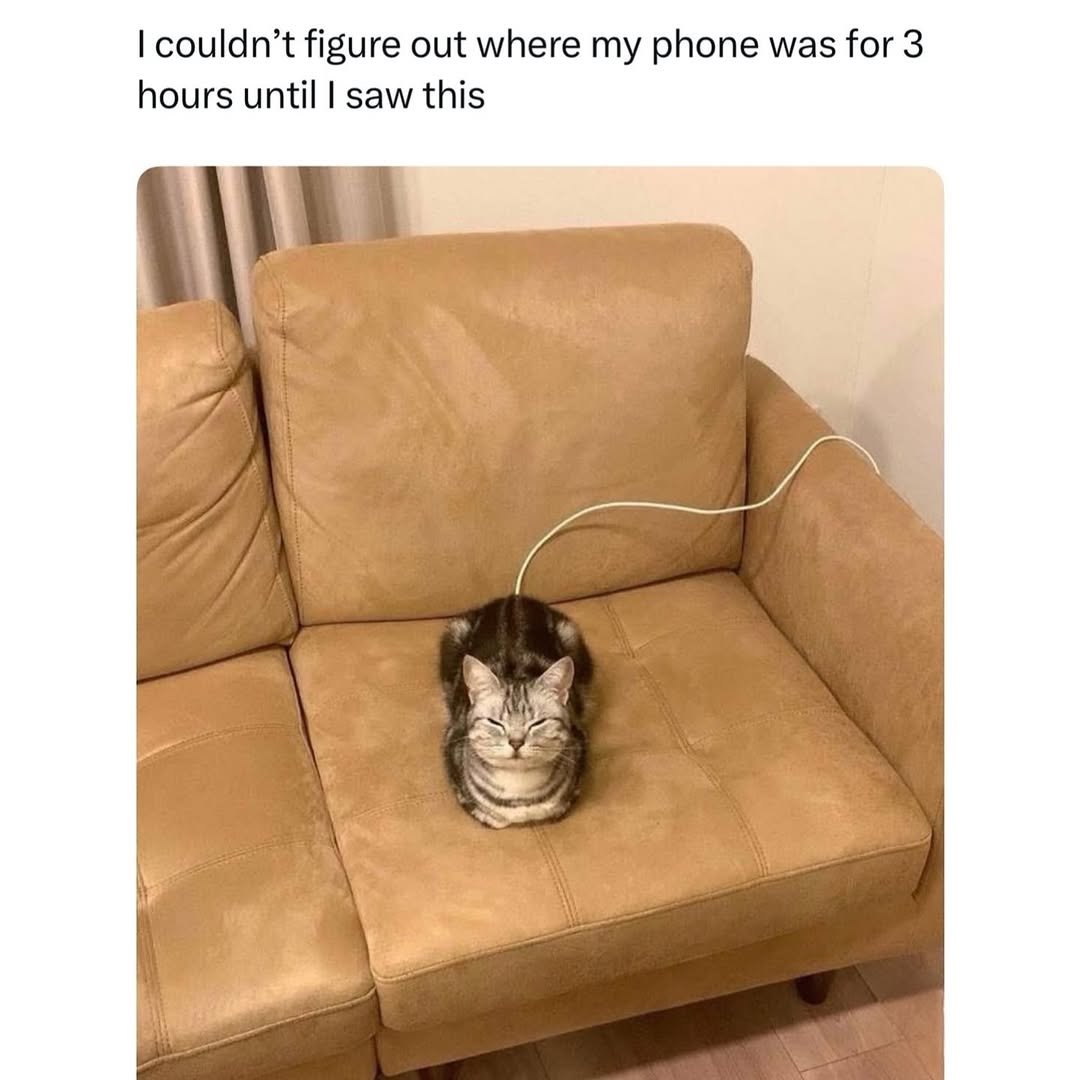 contents that ll heal your depression 🌻 (@catshealdeprsn) on Twitter photo 