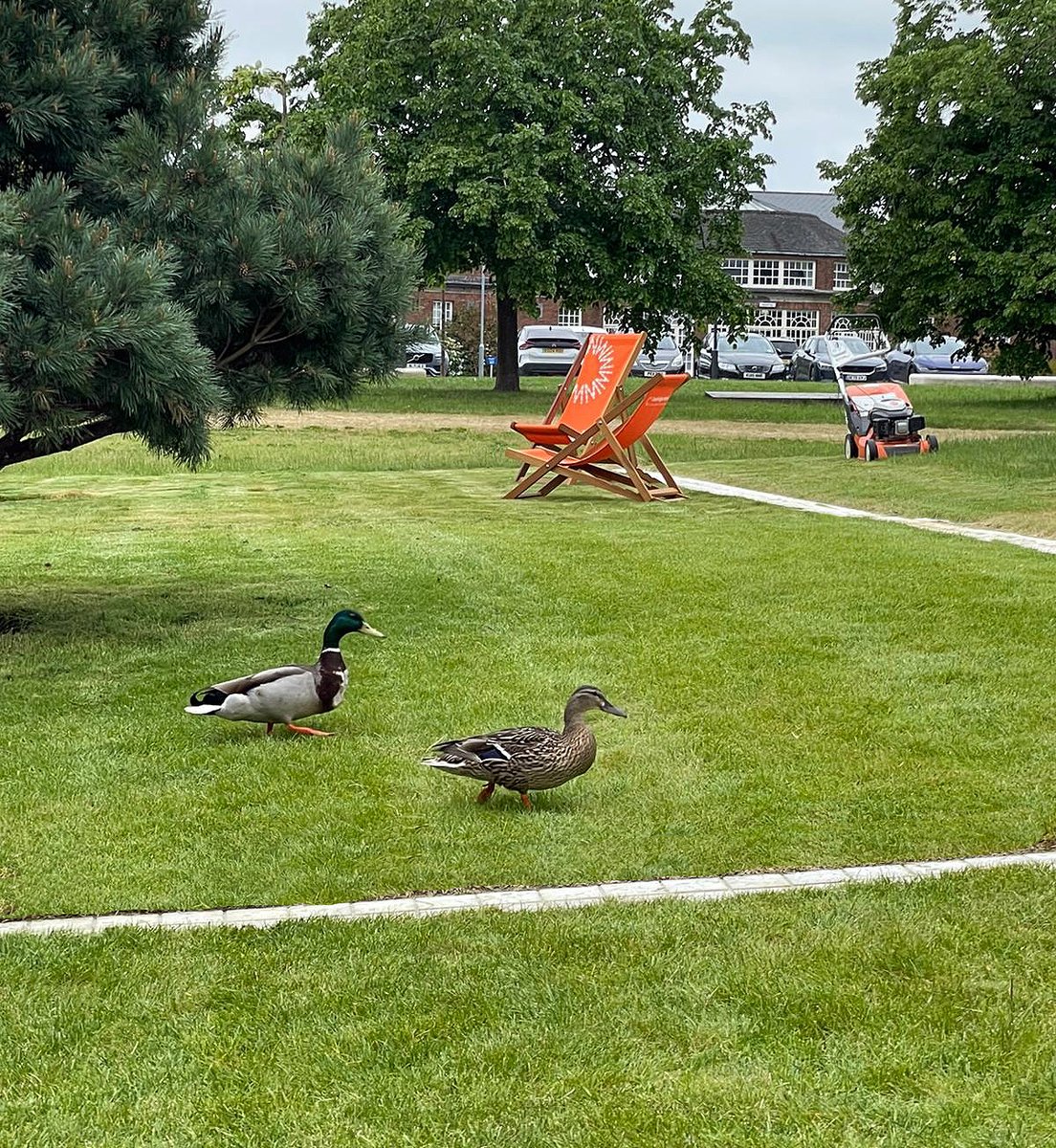 'Waddling into the weekend...'

#OnSite #WestCambridge #WestCambridgeUniversity #CambridgeProjects #NatureMoment #FridayVibes