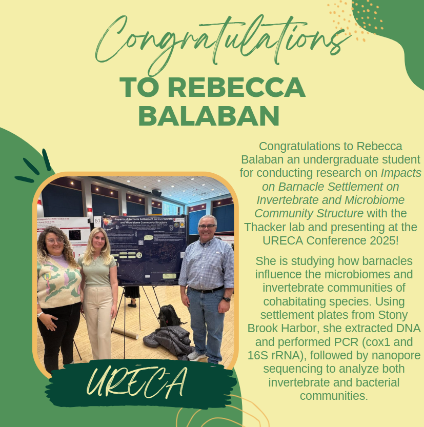 Congrats to Rebecca Balaban for presenting at URECA 2025! 🧬🦐
Her research with the Thacker Lab explores how barnacle settlement impacts microbiome and invertebrate communities using DNA extraction and nanopore sequencing. #URECA2025 #MarineResearch #UndergraduateResearch