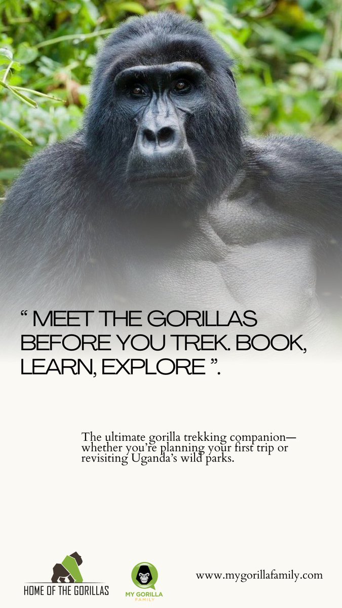 Ever dreamed of standing face-to-face with a mountain gorilla in the wild?
Now you can explore Uganda’s gorilla parks right from your phone.

Download the #mygorillafamily app and start your journey.

#Uganda #TravelAfrica #GorillaTrekking