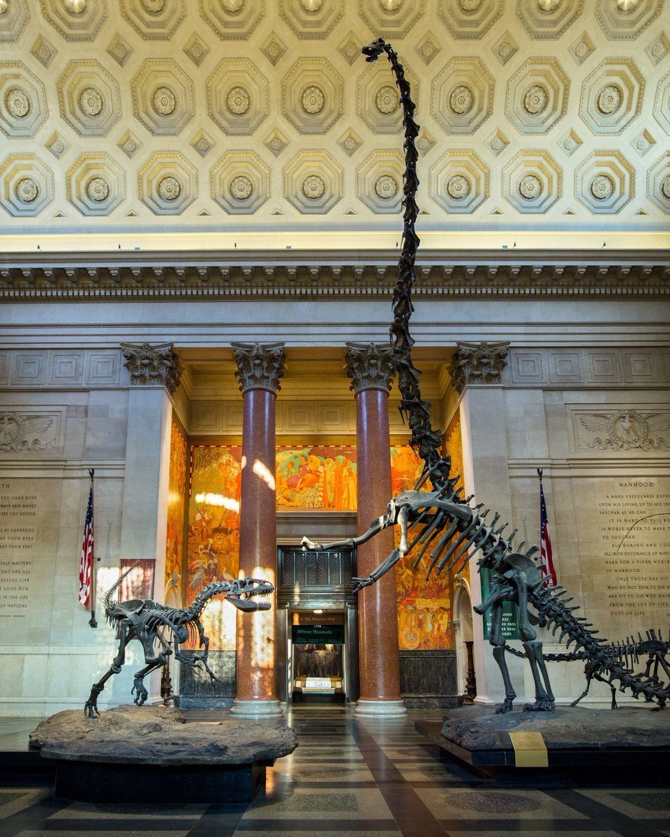 It's Fossil Friday! What's the tallest freestanding dinosaur mount in the world? The Museum's Barosaurus &amp; Allosaurus in the rotunda, which stands 50 ft (15 m) tall. How does it defy gravity? The Barosaurus is constructed using casts from real fossil bones in our collection.