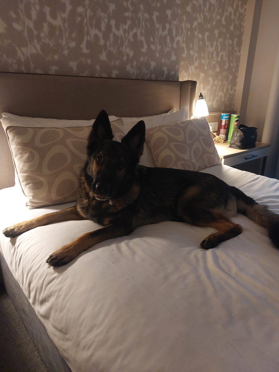 After a busy weekend at Nationals <a href="/PoliceDogTrials/">National Police Dog Trials UK</a> last week, PD Gerri enjoyed a cool off in a dog pool 🌊

Followed by a luxurious night in the hotel room, doesn’t look like she left a lot of room for the handler 😂🐾

#dorsetpolice #policedogs #GSD