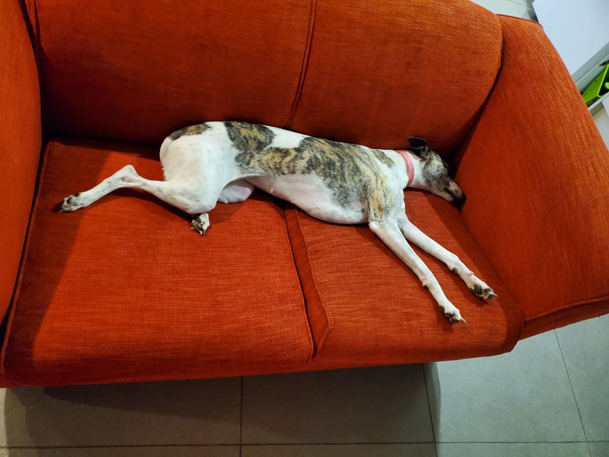 CandaceWhippet's tweet photo. Whippet housekeeping tip #241 
Make sure you get a 3-seater couch if you want to sit on anything near a 🔥.  A 2-seater will be insufficient. https://t.co/noBWpQD8CU