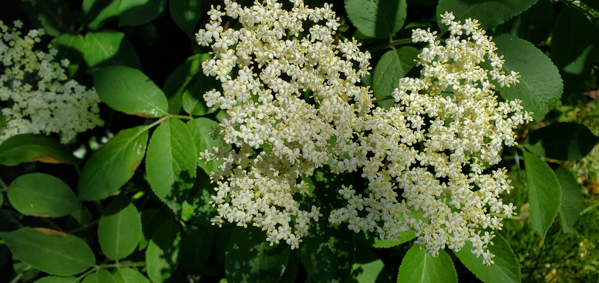 Polarisbush's tweet image. It's time! You'll need a sunny day and approx 20 Elderflower heads. Remember to check and double check you have correctly identified the Elder tree!
polarisbushcraft.co.uk/post/elderflow…

#elderflower  #elderflowerfizz #foodforfree #wildfood