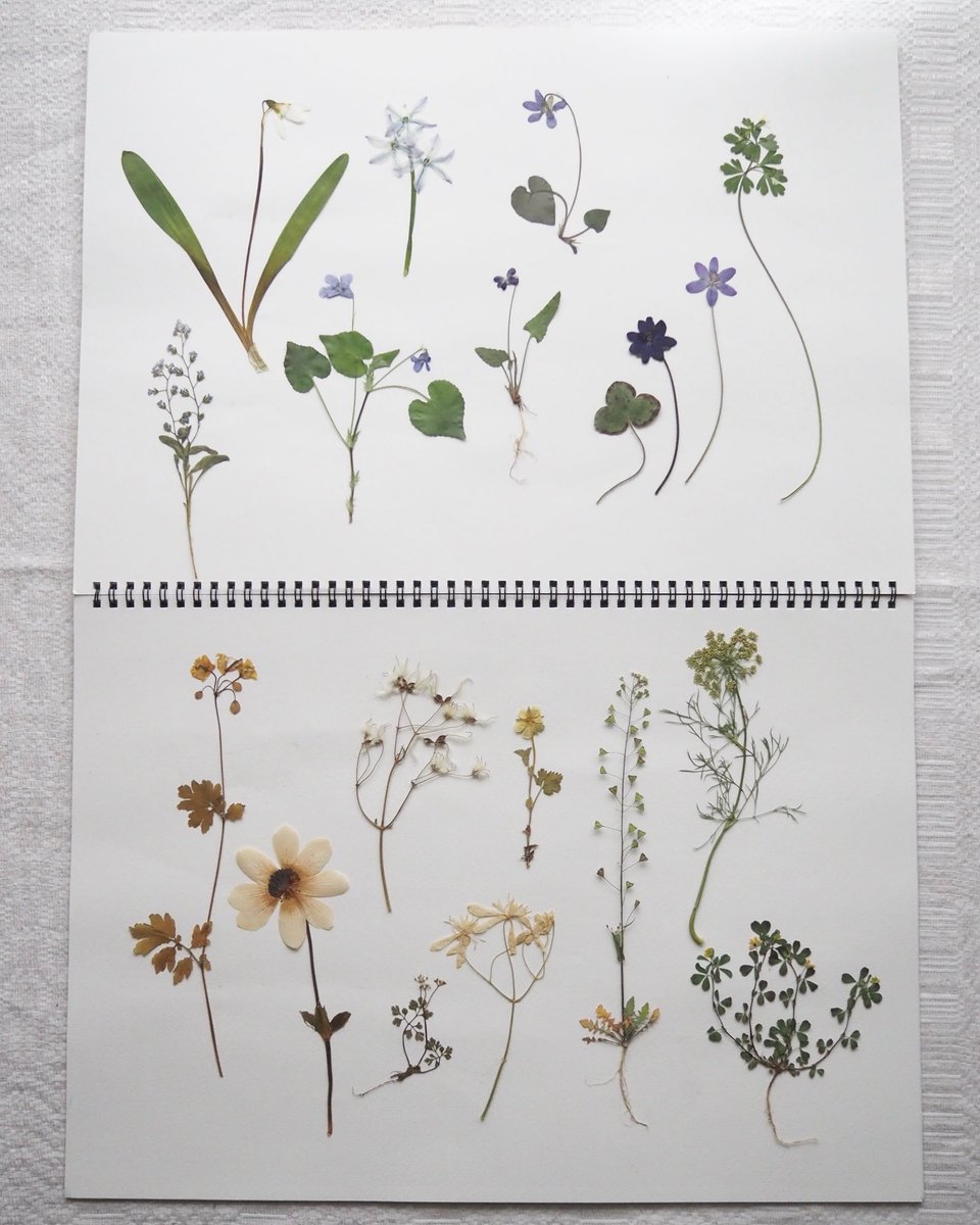 yukinobuko's tweet photo. 野の花の美しさに囲まれながら、自然の素材から作った道具で書くアナログな時間をたのしみましょう。皆さまのご参加お待ちしております🙇
#植物標本ワークショップ #恵文社一乗寺店 #LAVVO https://t.co/ADm1Bl4KDP