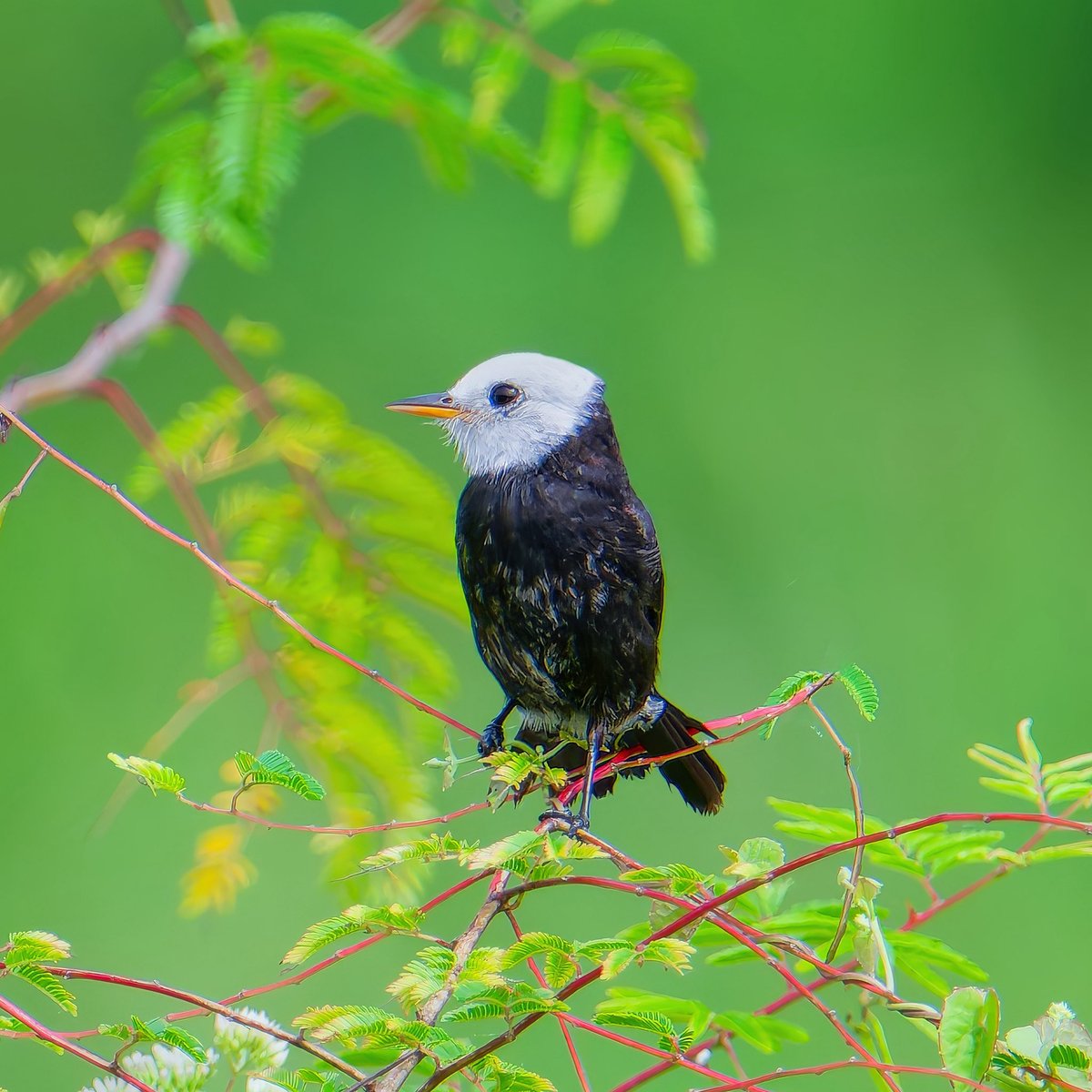 Ruben Giron (@rubengi02391602) on Twitter photo White-headed Marsh Tyrant - This small bird belongs to the flycatcher family. Males have a white head and throat, an orange and black beak and dark brown eyes. So cute! Seen at Reserva Ecologica de Guipiacu (REGUA), Brazil.
#birdcpp <a href="/BirdCentralPark/">Manhattan Bird Alert</a> #birdsofbrazil White-headed Marsh Tyrant - This small bird belongs to the flycatcher family. Males have a white head and throat, an orange and black beak and dark brown eyes. So cute! Seen at Reserva Ecologica de Guipiacu (REGUA), Brazil.
#birdcpp <a href="/BirdCentralPark/">Manhattan Bird Alert</a> #birdsofbrazil