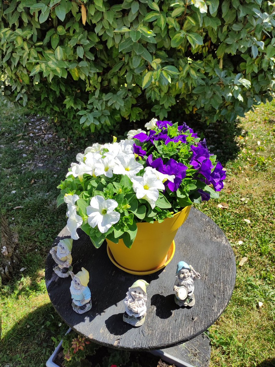 Mes fleurs de mon jardin