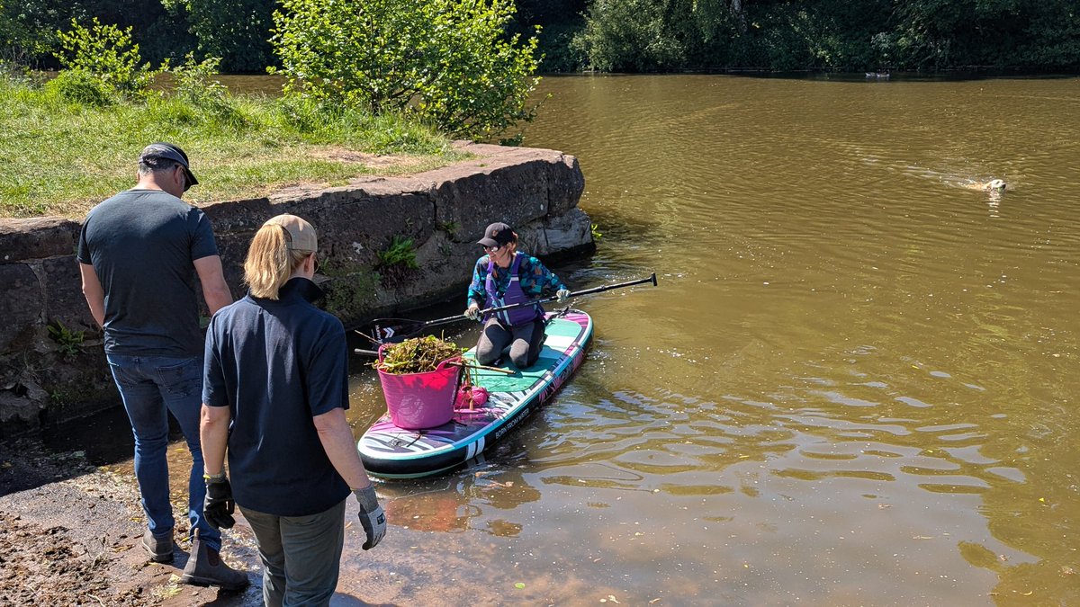 Mersey Rivers Trust (@merseyrivers) on Twitter photo It's Invasive Species Week. We're out clearing Floating Pennywort from River Weaver at Winsford with <a href="/AnglingTrust/">Angling Trust</a> <a href="/MidCheshireSUP/">Mid Cheshire SUP</a> <a href="/paddle_uk/">Paddle UK</a> <a href="/EnvAgencyNW/">Env Agency NW</a>
Floating Pennywort prevents oxygen & sunlight getting to wildlife in the river.
Prevent spread: Check, Clean, Dry
#INNSWeek It's Invasive Species Week. We're out clearing Floating Pennywort from River Weaver at Winsford with <a href="/AnglingTrust/">Angling Trust</a> <a href="/MidCheshireSUP/">Mid Cheshire SUP</a> <a href="/paddle_uk/">Paddle UK</a> <a href="/EnvAgencyNW/">Env Agency NW</a>
Floating Pennywort prevents oxygen & sunlight getting to wildlife in the river.
Prevent spread: Check, Clean, Dry
#INNSWeek