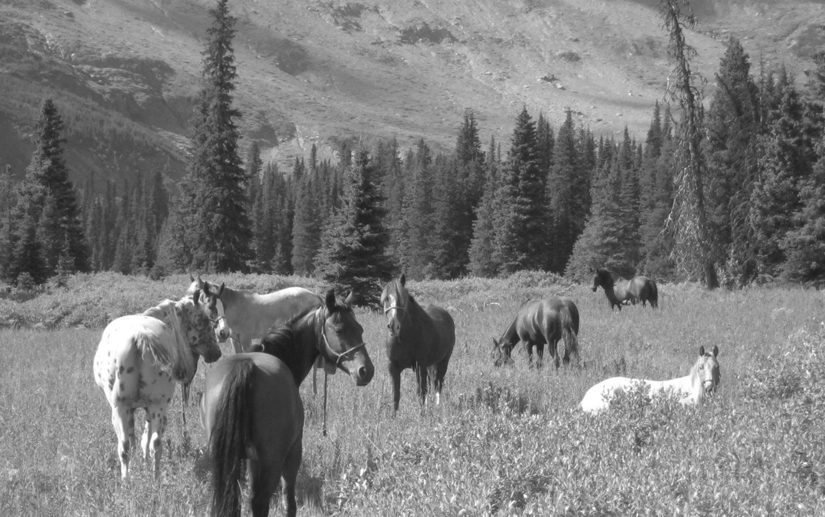 DARPA21's tweet image. Grazing at Gilbault goat hunting