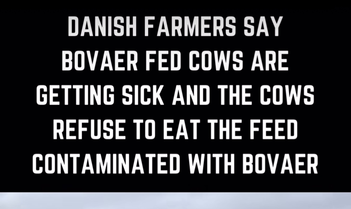 💯 Cary Kelly 💯 (@carykelly11) on Twitter photo Remember Bovaer, that Bill Gate's funded drug that was supposed to keep cows from farting?
Citizen journalist <a href="/Kentfrihedniels/">Kent Nielsen Denmark</a> spoke to some Danish farmers about it. They said:
It's causing fever and diarrhea.
Six cows have died from it.
Cows don't want to eat it. Remember Bovaer, that Bill Gate's funded drug that was supposed to keep cows from farting?
Citizen journalist <a href="/Kentfrihedniels/">Kent Nielsen Denmark</a> spoke to some Danish farmers about it. They said:
It's causing fever and diarrhea.
Six cows have died from it.
Cows don't want to eat it.