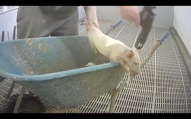 250m wiped off value of UK biggest pork producer, Cranswick Farm  in Lincolnshire, after secret recordings of piglets being 'beaten to death'. Tesco, Sainsbury's, Morrisons and Asda have suspended supplies from Cranswick. 
dailymail.co.uk/news/article-1…