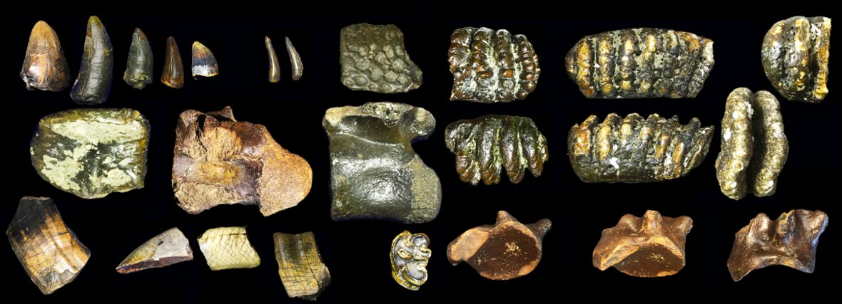 Dua fragmen tengkorak Homo erectus yang diestimasi hidup antara 146–131 ribu tahun lalu ditemukan di Selat Madura, Jawa Timur. Selama operasi pengerukan, para arkeolog menemukan sisa-sisa fosil dari 36 spesies vertebrata. 

Ini adalah penemuan fosil pertama dari dasar laut yang