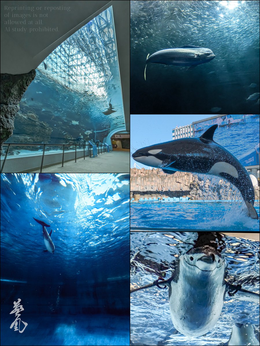 kiou_blue0413's tweet photo. 今局地的に話題らしい名古屋港水族館、規模も展示もすっげぇ〜〜〜〜水族館なので皆さま来てください
#名古屋港水族館 https://t.co/BgTBGvThQb