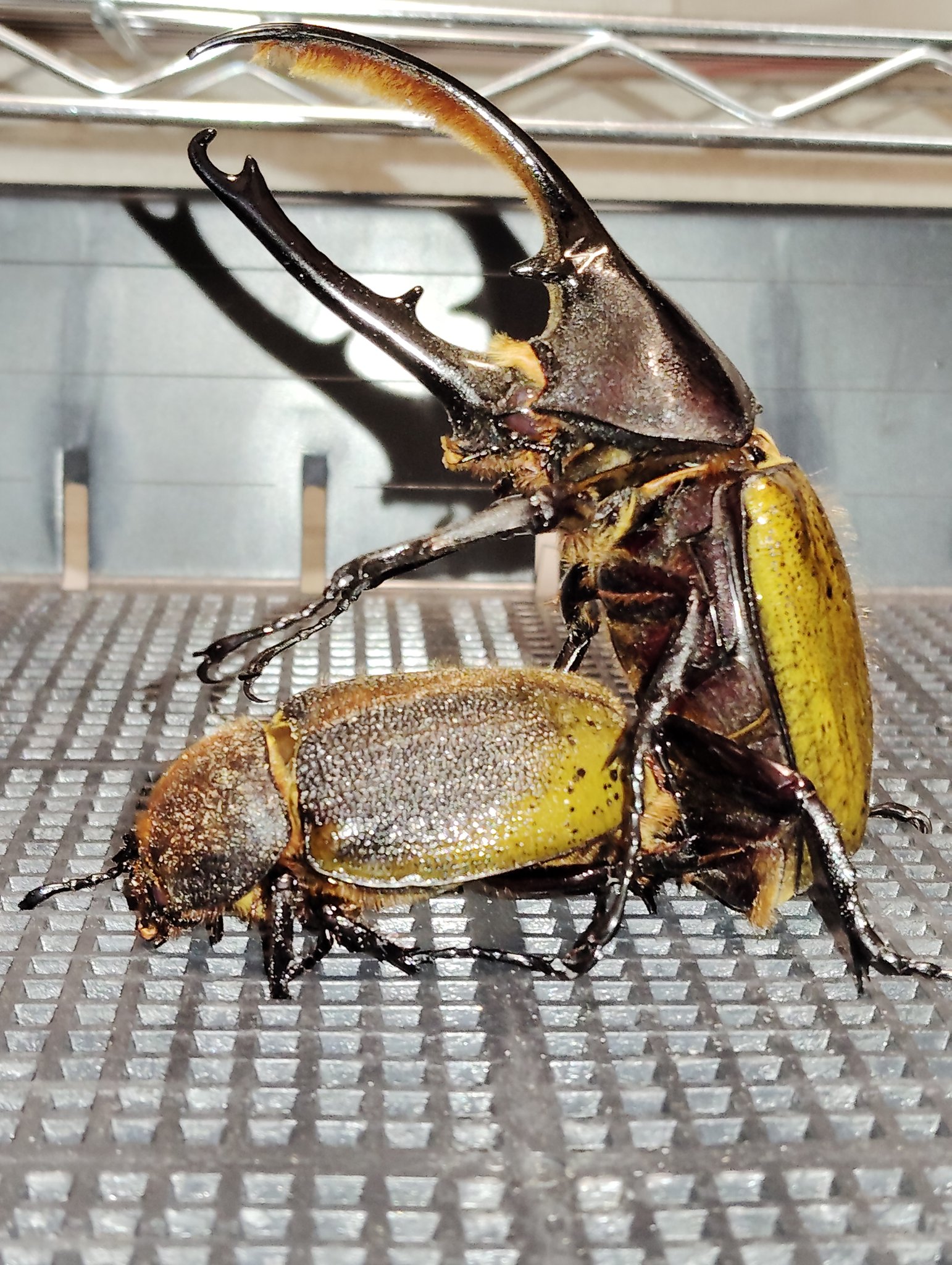 ニジイロクワガタ　66mmオーバー ニジイロ - クワガタ横丁