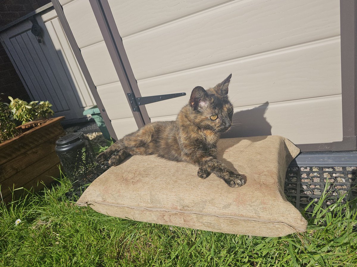 Its a great Friday mum is home and sorting stuff out in the garden so myself and Tullulah are just chilling in the garden safe knowing no one will come and bully us. #hedgewatch