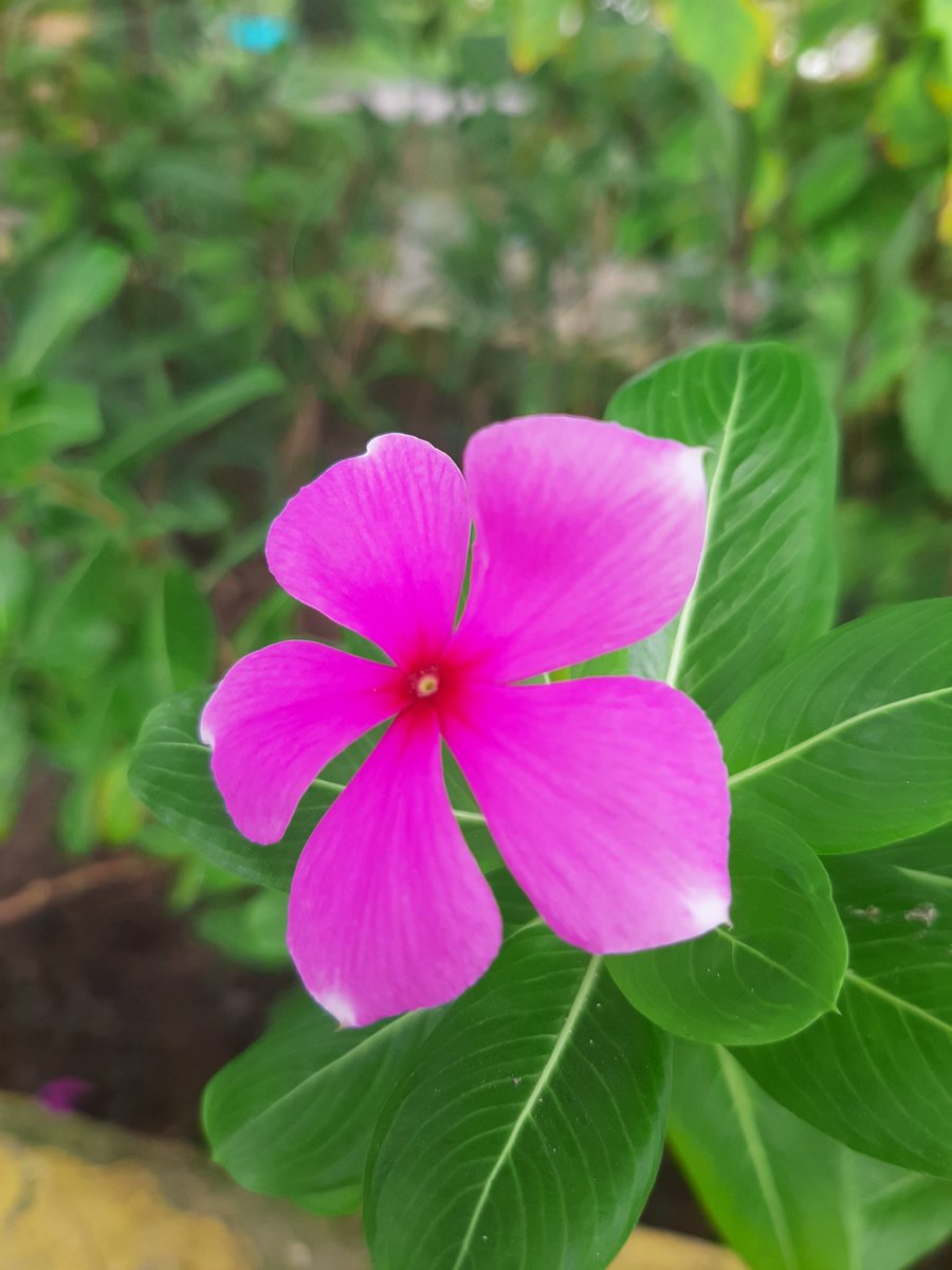 imAngel_____'s tweet photo. @tanyakanrl Samsung a50 https://t.co/pXQrpWULKM