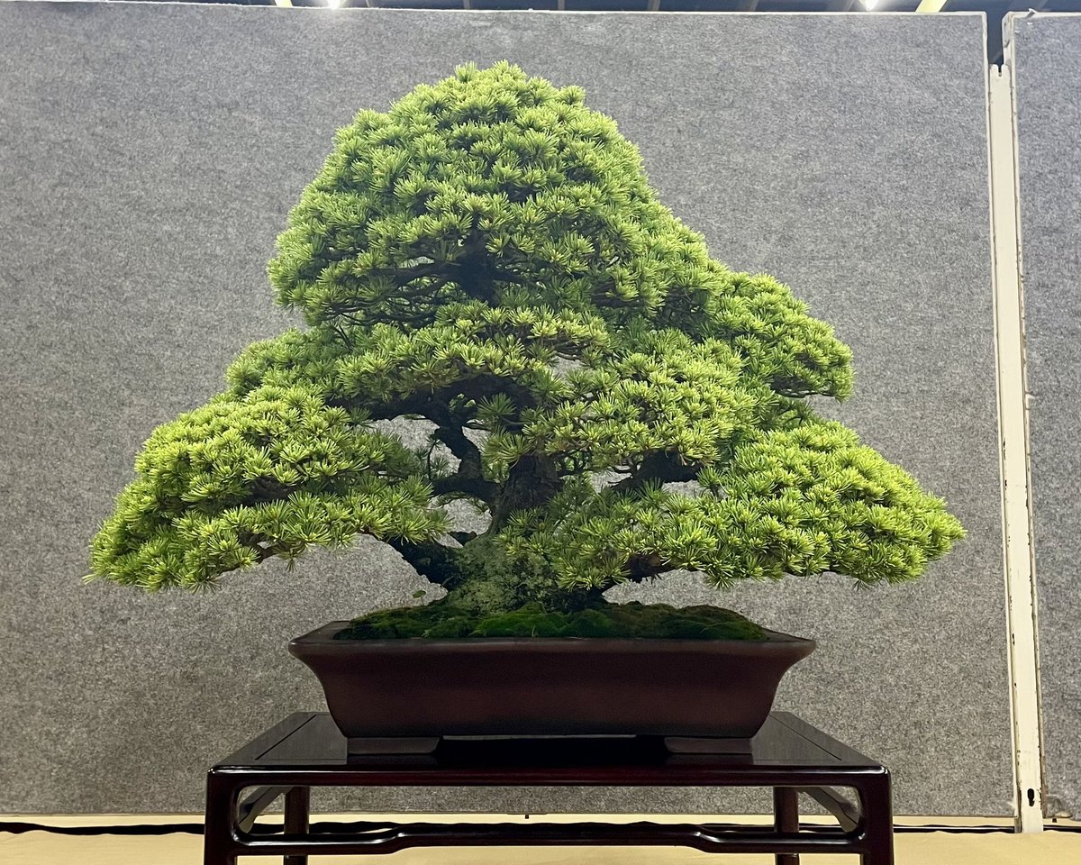 tsuchiurabonsai's tweet photo. 〜展示品の紹介〜

五葉松(那須娘)
第99回国風盆栽展出品樹 https://t.co/kF2U82TNkl