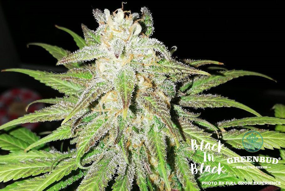 GreenbudSeeds's tweet photo. 5/6
Frosty, funky, and full of fire 🔥
Up close, Black in Black reveals what it's made of — resin, roots, and rhythm.
#ResinHunters #GreenbudSeeds #BlackInBlack https://t.co/K9tsGsLXLH