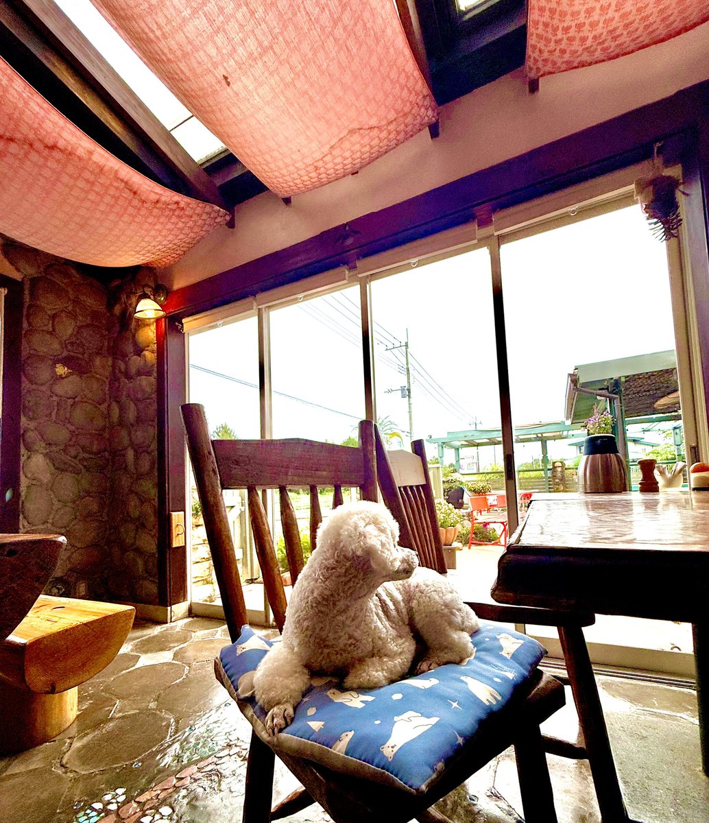 SEASONG72696455's tweet image. 【お散歩我慢の日も、安心して一緒に過ごせる場所をご用意してます】

📍千葉県長生郡一宮町東浪見7528-4
📮299-4303
☎️0475-42-4288
🌴レストランSEASONG
🐟定休日　木曜日
#seasong #レストラン #千葉県 #一宮町 
#海沿いレストラン #ペットok #ペット可
#千葉県グルメ #千葉グルメ #梅雨 #梅雨時期