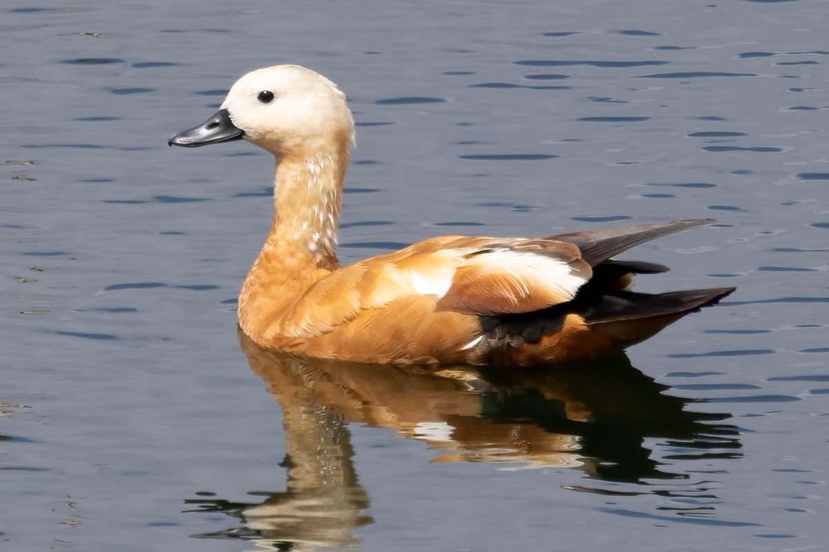 Tarro Canelo
Gran Canaria
instagram.com/delfingonfer/
Hay poblaciones residentes muy pequeñas de esta especie en el noroeste de África y Etiopía, la principal zona de reproducción va desde el sureste de Europa a través del Paleártico hasta el lago Baikal, Mongolia y el oeste de China