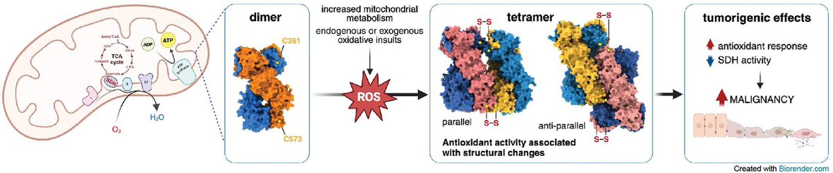Claudio Laquatra (@cla_laq) on Twitter photo It takes two to tango!
Here our latest two works exploring the roles of TRAP1 in tumor biology !
<a href="/arasola/">Rasolab</a> <a href="/dsb_unipd/">@dsb_unipd</a> <a href="/LaviniaFerrone/">Lavinia Ferrone</a> <a href="/FilomeniL/">FilomeniLab</a> <a href="/lab_colombo/">The Colombo Lab</a> It takes two to tango!
Here our latest two works exploring the roles of TRAP1 in tumor biology !
<a href="/arasola/">Rasolab</a> <a href="/dsb_unipd/">@dsb_unipd</a> <a href="/LaviniaFerrone/">Lavinia Ferrone</a> <a href="/FilomeniL/">FilomeniLab</a> <a href="/lab_colombo/">The Colombo Lab</a>
