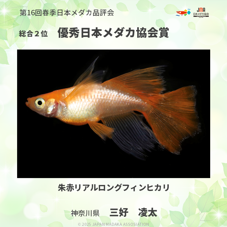 MedakaJma's tweet photo. 【日本一のメダカ！】 
日本メダカ協会 第16回春季メダカ品評会 最優秀賞（総合１位）、優秀賞（総合２位、３位）のメダカをご紹介します！

受賞された皆様、誠におめでとうございます！

 #メダカ #日本メダカ協会 #春季品評会 #メダカ好きと繋がりたい https://t.co/XIeLcdUFi6