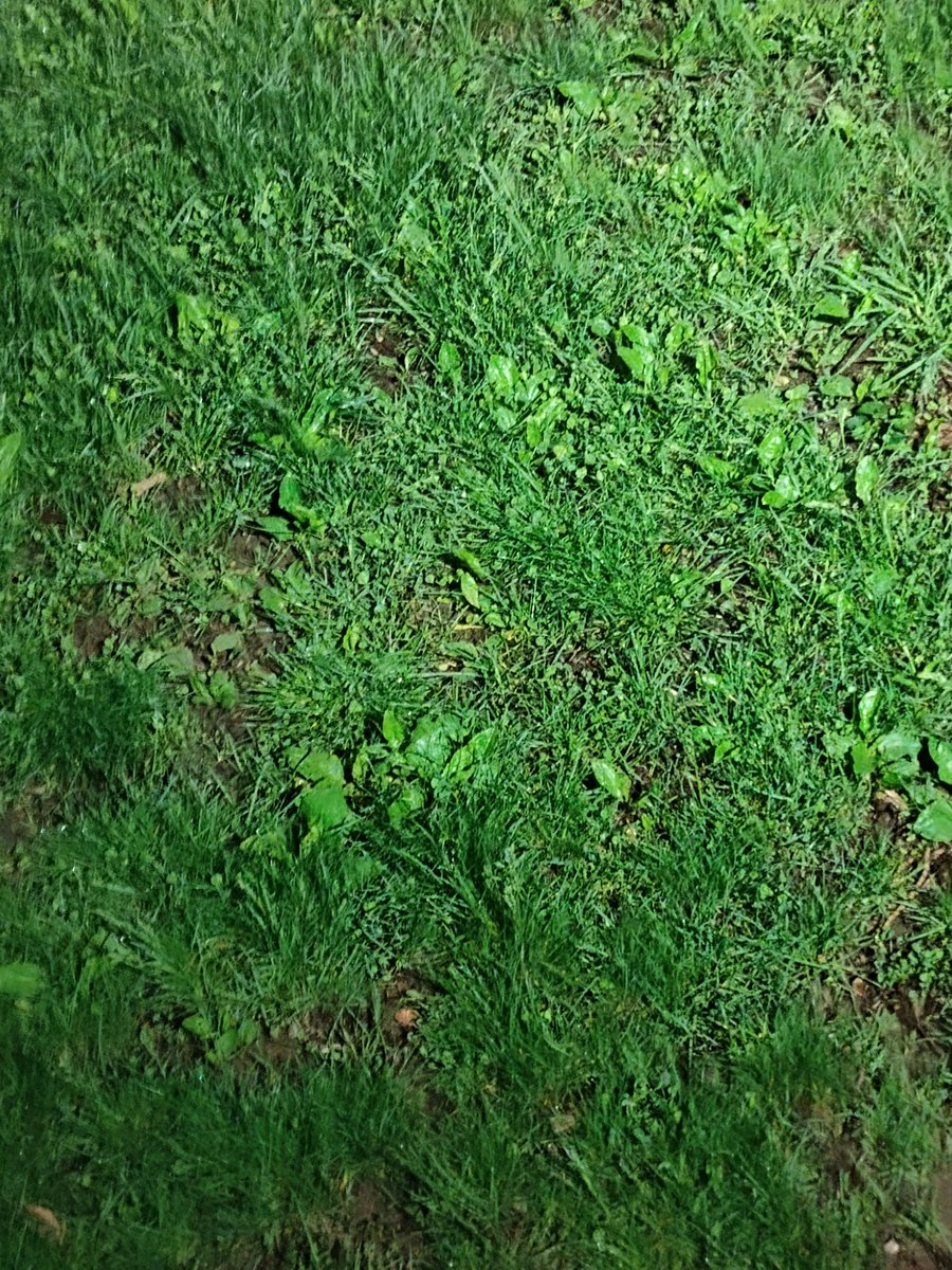 Ignited Neon tweet media