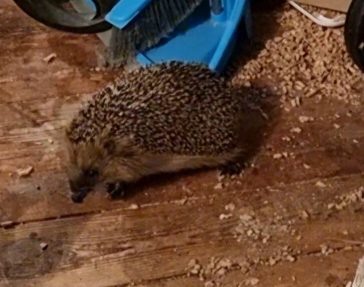 LiEriks's tweet image. Årets första #igelkott