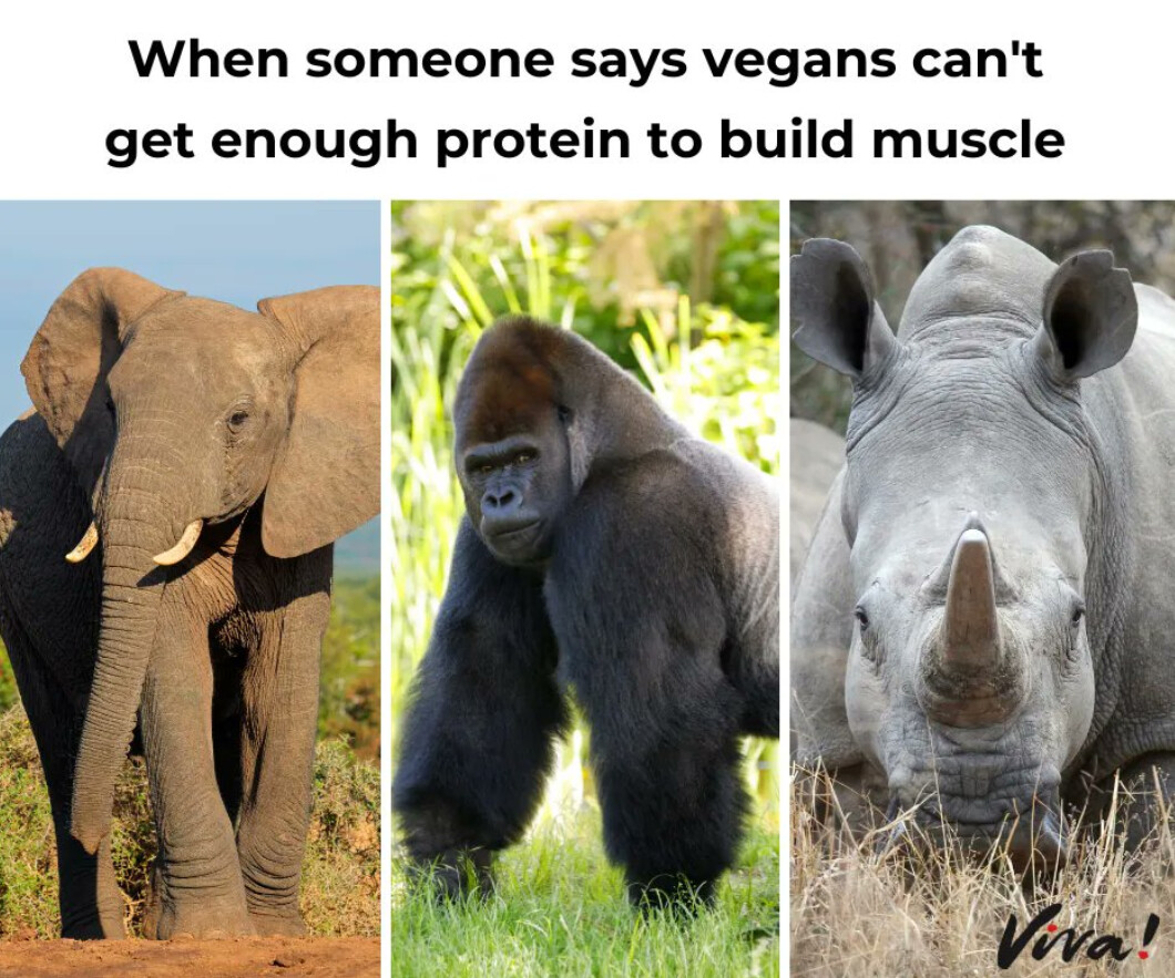 Elephant. Gorilla. Rhino. 💪 What do they have in common?  All plant-powered.
Still think you need meat to build muscle?
➡️vegansupplementstore.co.uk/products/vegan…
#VeganProtein #PlantPowered #StrongerOnPlants