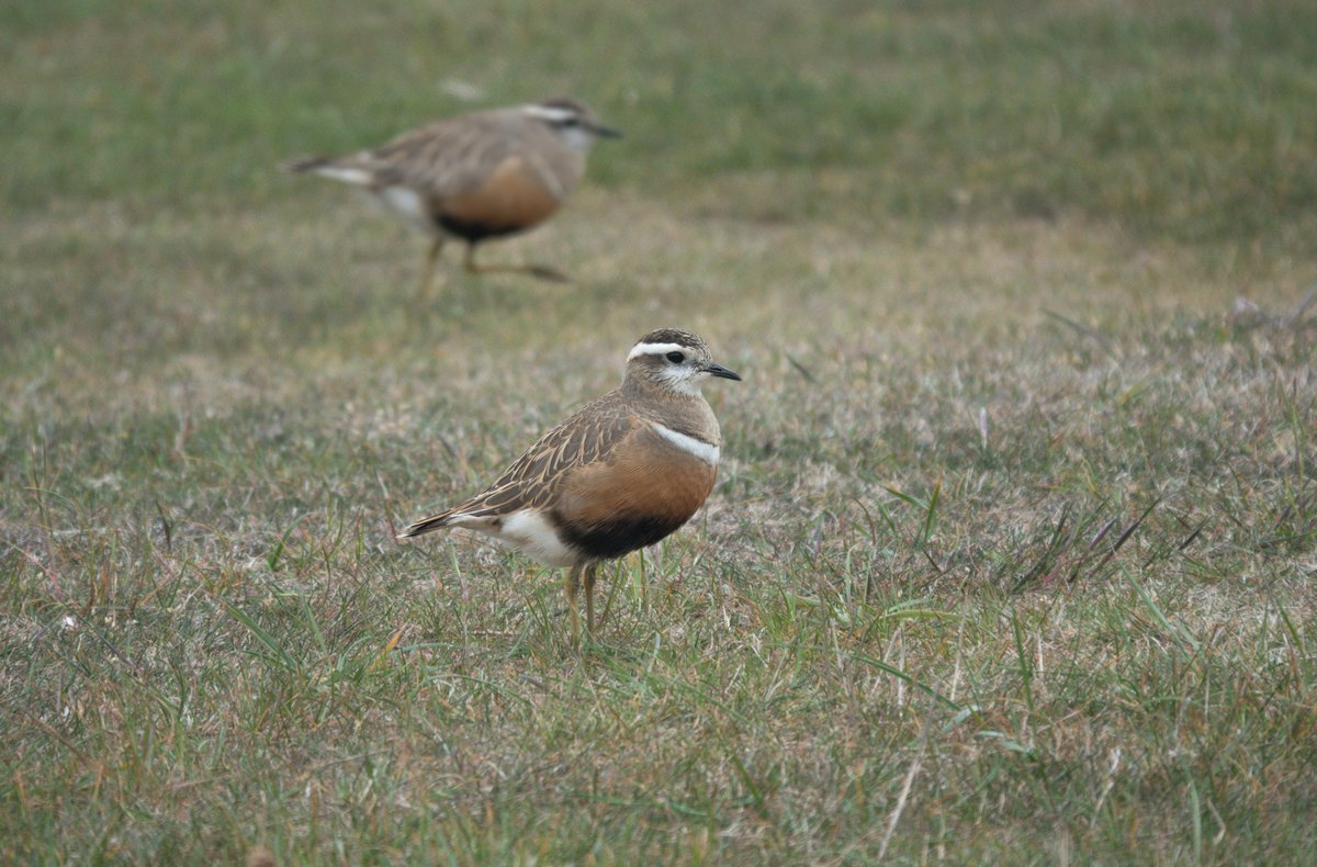 The 5 Dotterel currently at North Gare are proof positive that showy birds are always the most memorable. At one point they approached to within 15ft or so, they truly are fantastic waders.