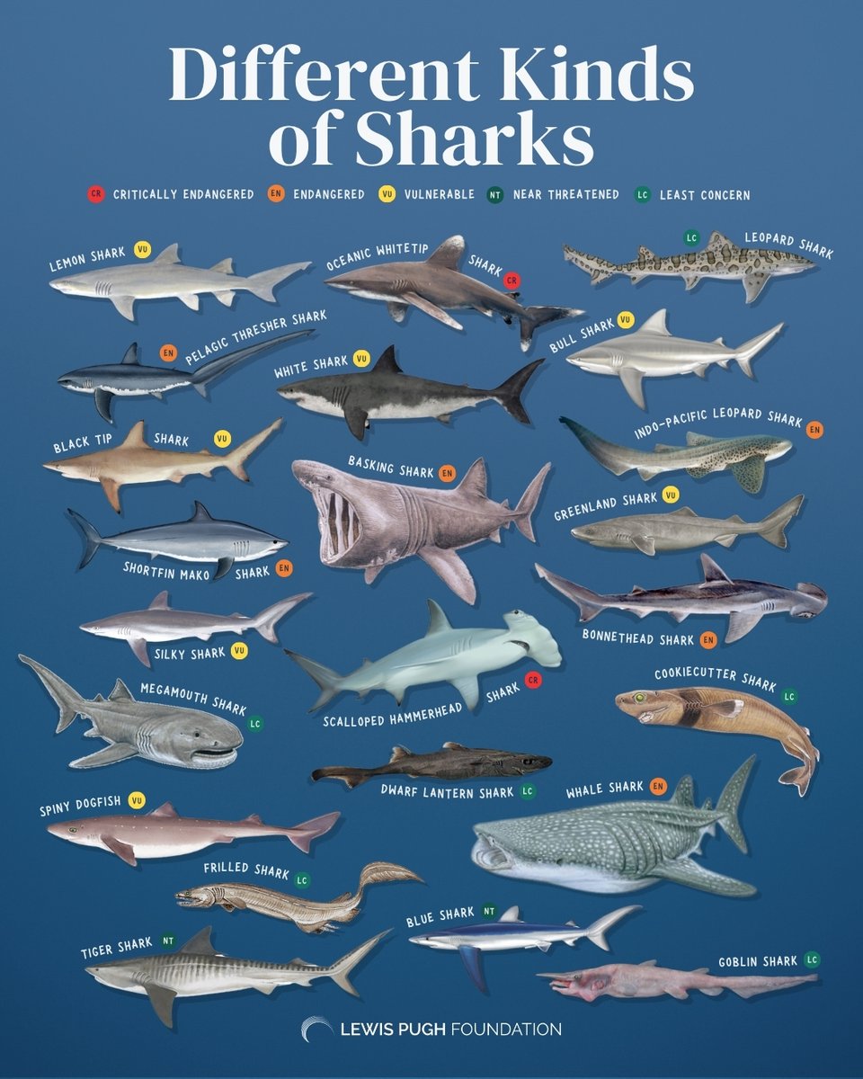 Sharks come in all shapes and sizes. This poster shows just a handful of the 500+ species that exist. 

Which is your favourite? 🌊🦈👇 #TheSharkSwim #SharksBringLife