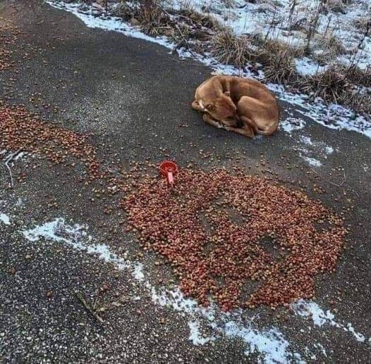 Tweets of Dogs tweet media