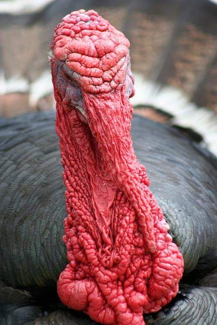 pitfrog21b tweet media