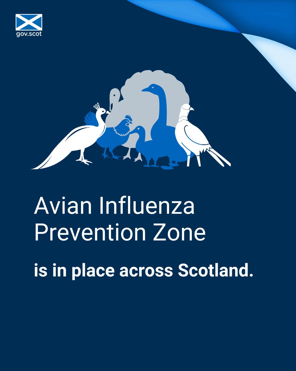 An Avian Influenza Prevention Zone (AIPZ) remains in place across Scotland – but biosecurity is best practice all year round. 

Find more advice at: gov.scot/publications/a…
