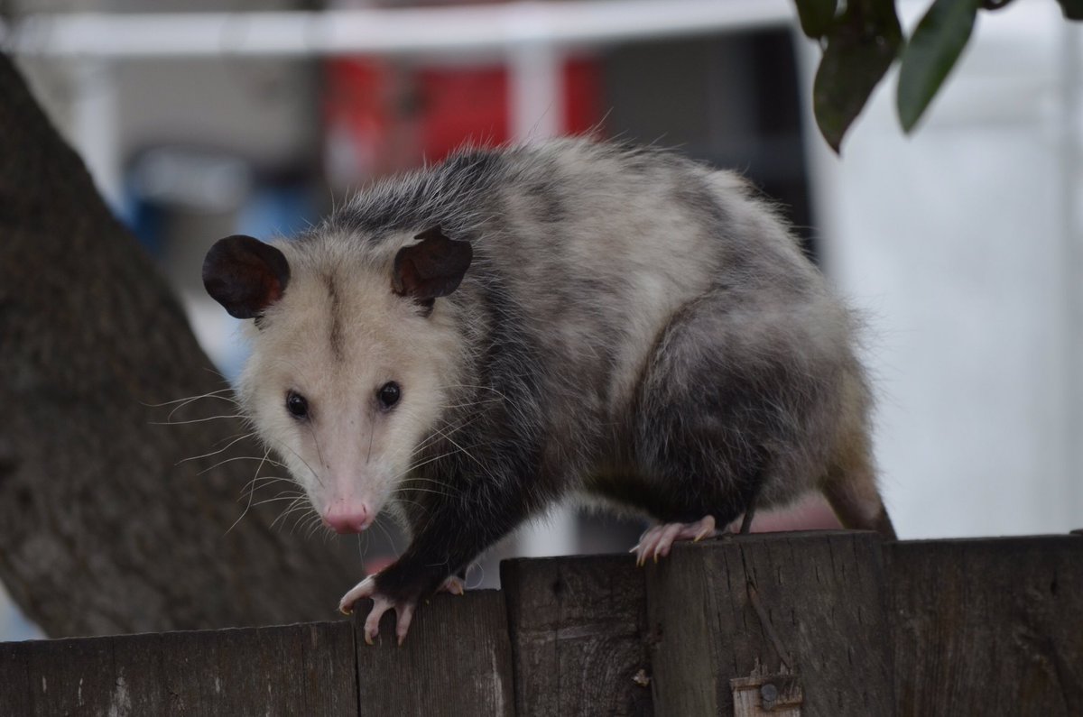 Possumeveryhour.io (@possumeveryhour) on Twitter photo 