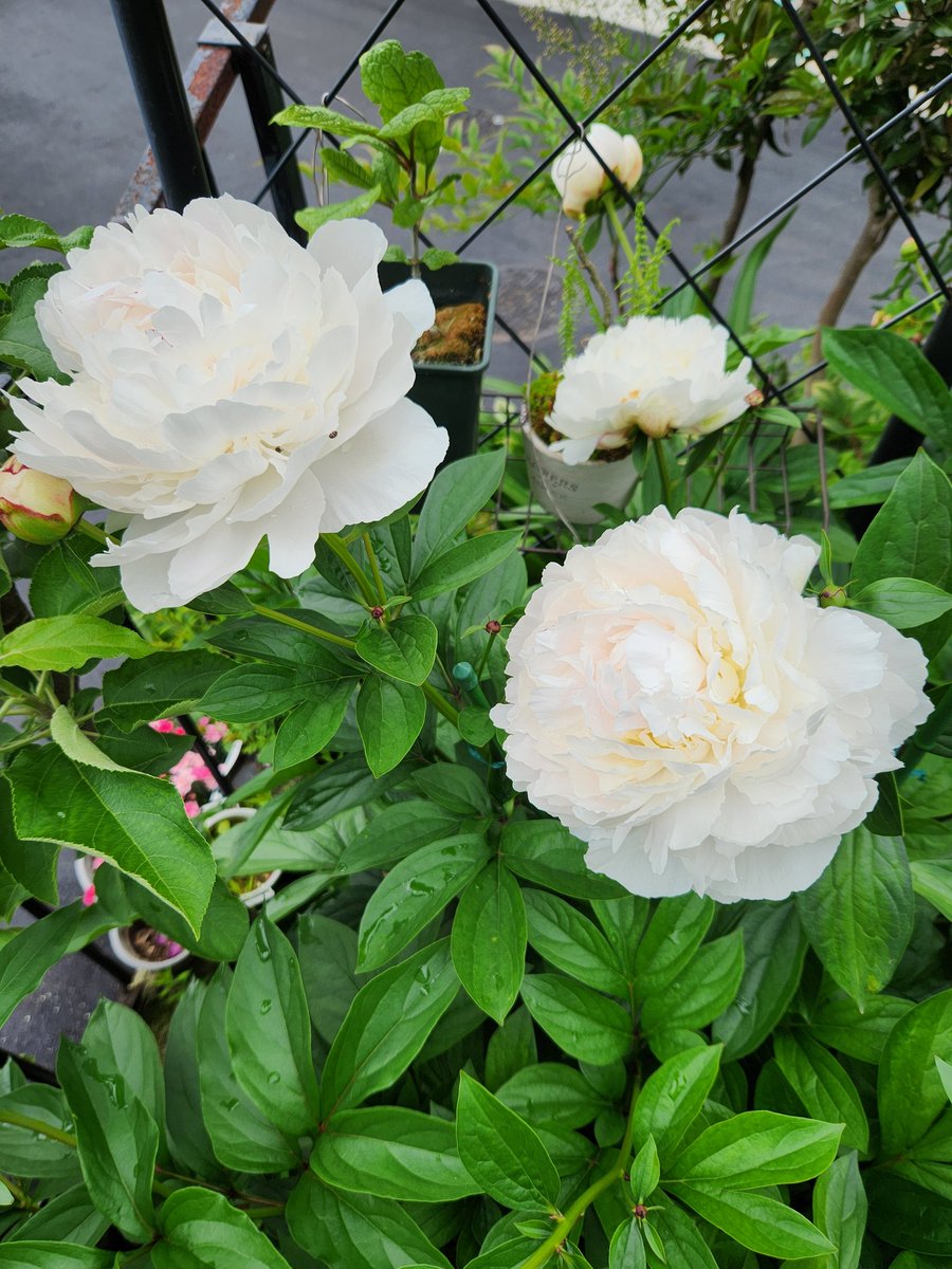 芍薬(しゃくやく)
白が先に咲いた。